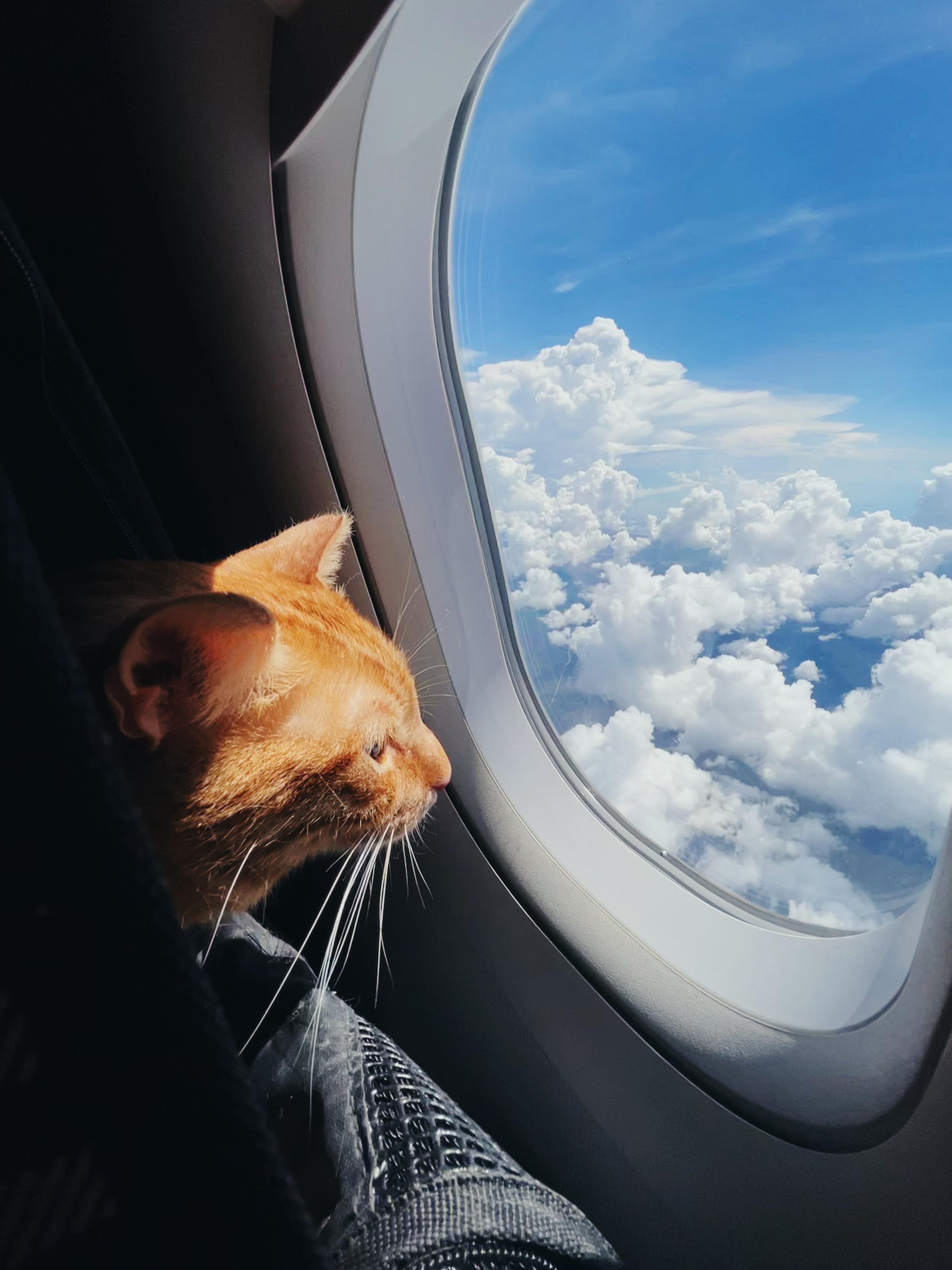 Cute cat in travel carrier with happy owner